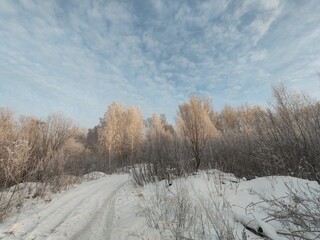 Obraz premium A snowy forest with a clear blue sky