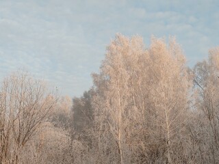 A snowy forest with trees covered in frost