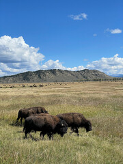 Herd of American bison, also known as buffalo in the  Grand Teton National Park in Wyoming, USA © Tim Ung