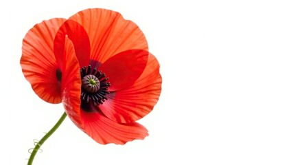Red poppy flower isolated on white background, floral, bloom, poppies