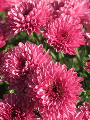 Zbliżenie na różowe kwiaty chryzantemy © Kumulugma