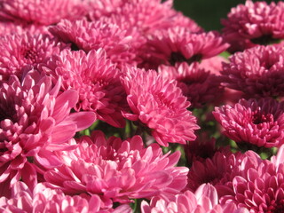 Zbliżenie na różowe kwiaty chryzantemy © Kumulugma