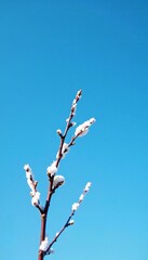 Single white branch against a bright blue sky, winter, contrast