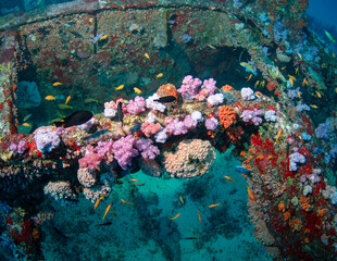 Taprobane wreck dive site