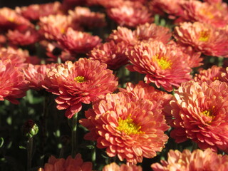 Zbliżenie na kwiat pomarańczowej chryzantemy © Kumulugma