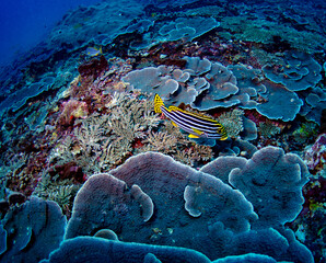 Yakampita reef dive site