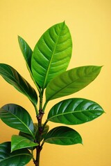 Naklejka premium Isolated tropical tree leaves against a warm sandy background, plant, leafy