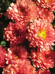 Zbliżenie na kwiat pomarańczowej chryzantemy © Kumulugma