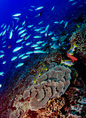 Yakampita reef dive site