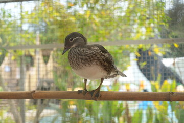 The female wood duck (Aix sponsa) is a strikingly beautiful and highly distinctive species of duck...