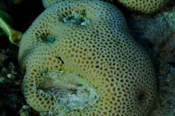 Lesser star coral (Goniastrea edwardsi) undersea, Red Sea, Egypt, Sharm El Sheikh, Montazah Bay
