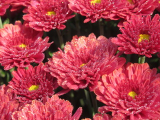 Zbliżenie na różowe kwiaty chryzantemy © Kumulugma