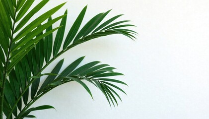 Obraz premium Palm tree leaves in sharp focus against the subtle contrast of white wall, art, clarity