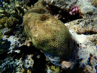 Lesser star coral (Goniastrea edwardsi) undersea, Red Sea, Egypt, Sharm El Sheikh, Montazah Bay
