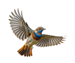 Obraz premium Flying bluethroat bird ( Luscinia svecica) with vibrant plumage, isolated on a transparent background