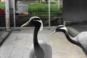 Obraz premium Grus virgo, commonly known as the Demoiselle Crane, is one of the smallest crane species and is admired for its elegance and graceful appearance. 