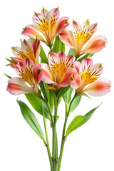 Alstroemeria Flowers on Transparent Background