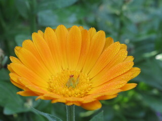 Zbliżenie na kwiat nagietka