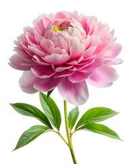 Pink Peony Bouquet, Isolated