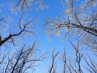 Winter tree tops view from below. Low angle shot of trees in a winter forest. Looking up at winter tree tops. Bottom view of tree tops. Winter background