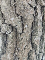 Tree bark. Texture of tree bark. Tree bark close-up. Bark background