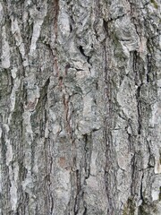 Tree bark. Texture of tree bark. Tree bark close-up. Bark background