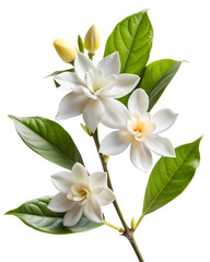 Fototapeta premium Pure Elegance: Gardenia Blossom