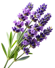 Naklejka premium Vibrant Lavender Bouquet