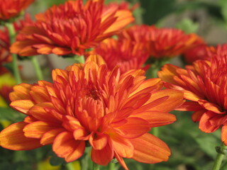 Zbliżenie na kwiat pomarańczowej chryzantemy © Kumulugma