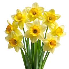 Yellow Daffodil Bouquet, Isolated