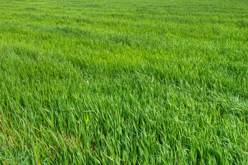 Side view of a field of succulent shoots in a rice field