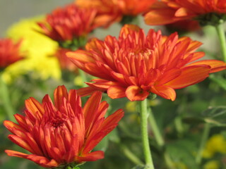 Zbliżenie na kwiat pomarańczowej chryzantemy © Kumulugma