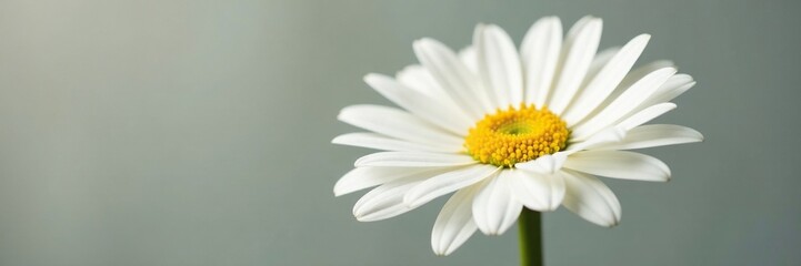 Naklejka premium Delicate white daisy petals unfolding in a vase, delicate, white