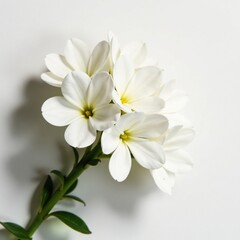 Obraz premium Delicate tuberose flower clusters on a crisp white surface, white, isolated, floral