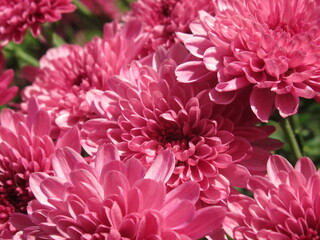 Zbliżenie na różowe kwiaty chryzantemy © Kumulugma