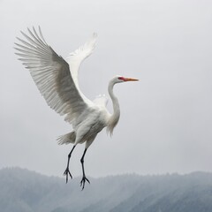 Obraz premium A white crane spreading its wings and soaring in front of a pure white backdrop.