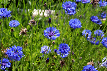 Blue cornflowers in a meadow on a sunny day against the background of grass - horizontal color photo
