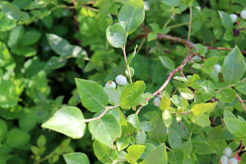 Branch with unripe blueberries in partial shade in the garden against the background of foliage - natural background, color horizontal photo