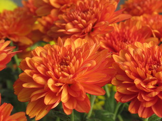 Zbliżenie na kwiat pomarańczowej chryzantemy © Kumulugma