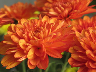 Zbliżenie na kwiat pomarańczowej chryzantemy © Kumulugma