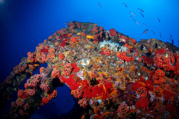 Coal wreck dive site