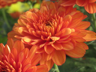 Zbliżenie na kwiat pomarańczowej chryzantemy © Kumulugma