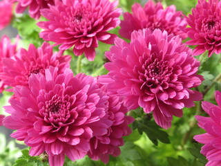 Zbliżenie na różowe kwiaty chryzantemy © Kumulugma