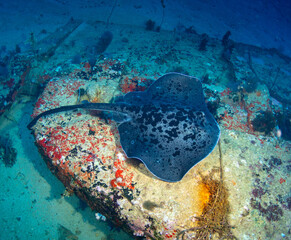 Coal wreck dive site