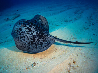 Coal wreck dive site