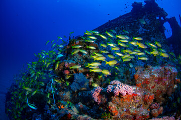 Coal wreck dive site