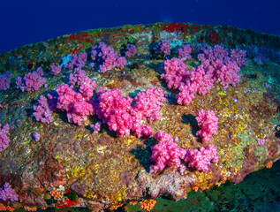 Coal wreck dive site