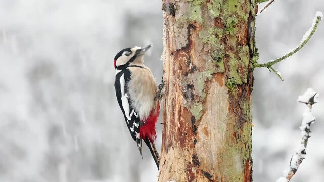Buntspecht&nbsp;(Dendrocopos major)   