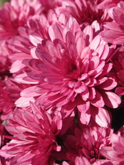 Zbliżenie na różowe kwiaty chryzantemy © Kumulugma
