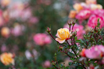 Rose flowers. Marbled Scented Rose